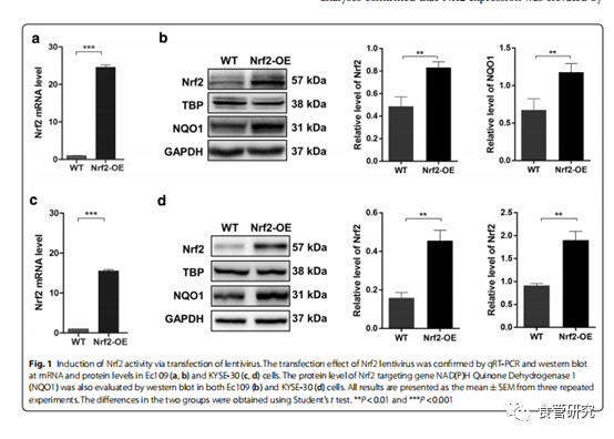 Nrf2通过CaMKIIα相关的自噬激活促进食管鳞状细胞癌对放射治疗的抗性