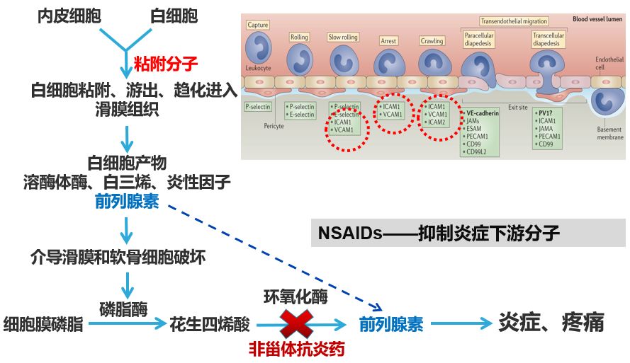 如何优化膝骨关节炎的抗炎药物治疗？