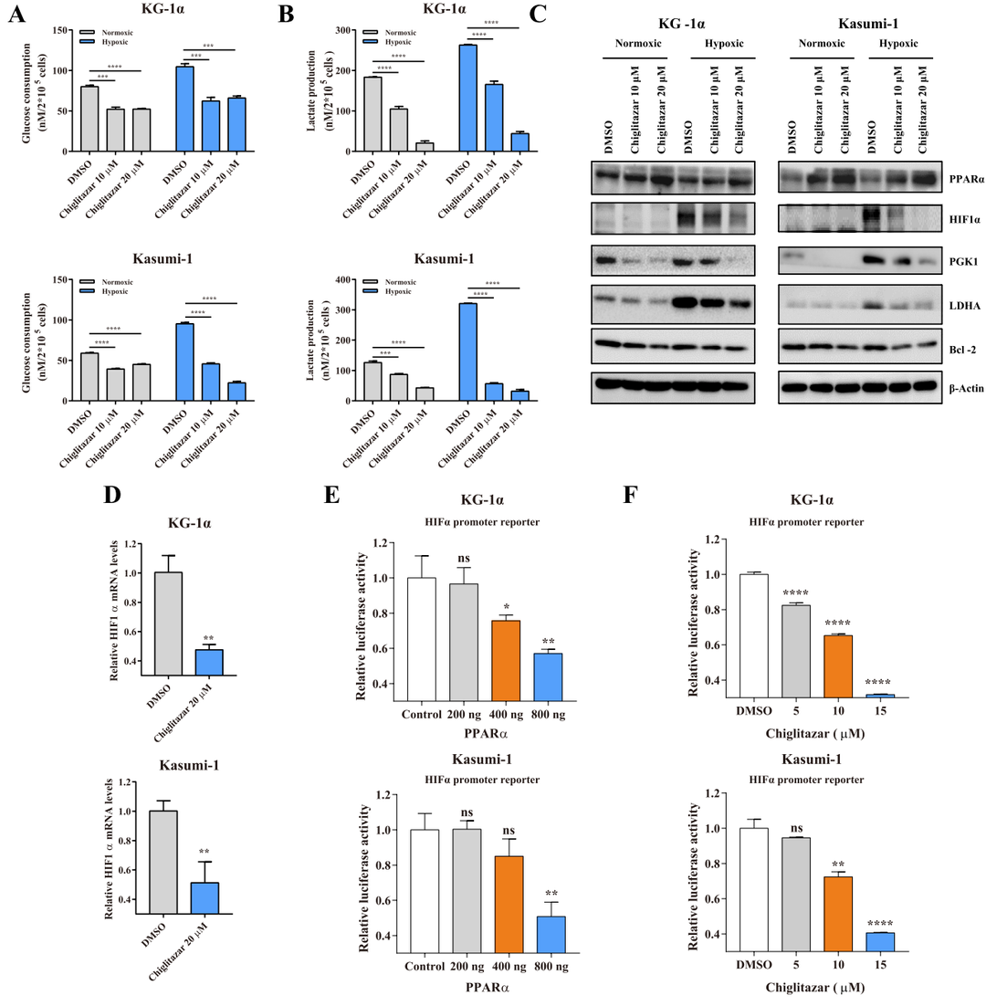 徐兵教授：PPARα-HIF1α-PGK1 信号通路有望成为治疗AML干祖细胞的新靶点