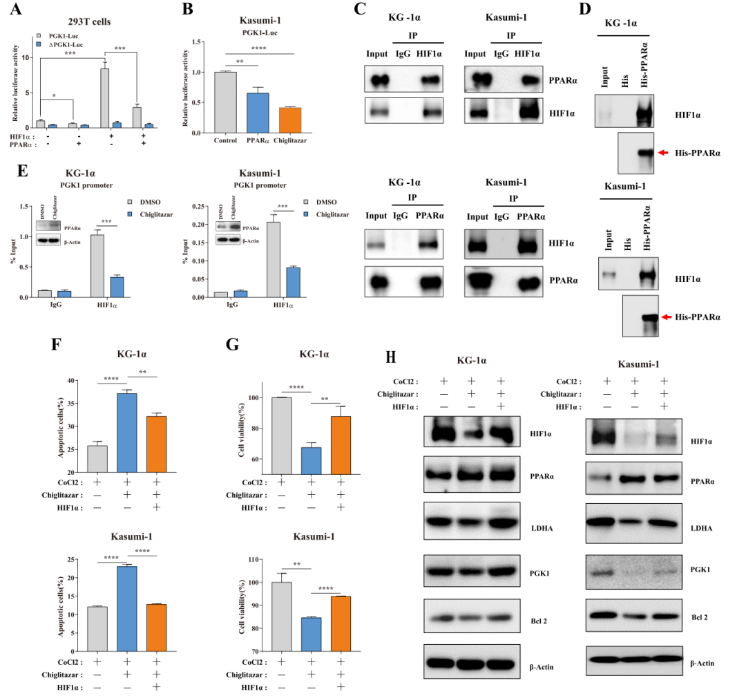 徐兵教授：PPARα-HIF1α-PGK1 信号通路有望成为治疗AML干祖细胞的新靶点