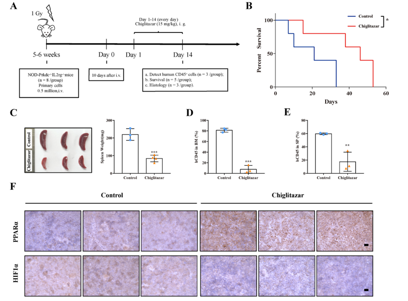 徐兵教授：PPARα-HIF1α-PGK1 信号通路有望成为治疗AML干祖细胞的新靶点