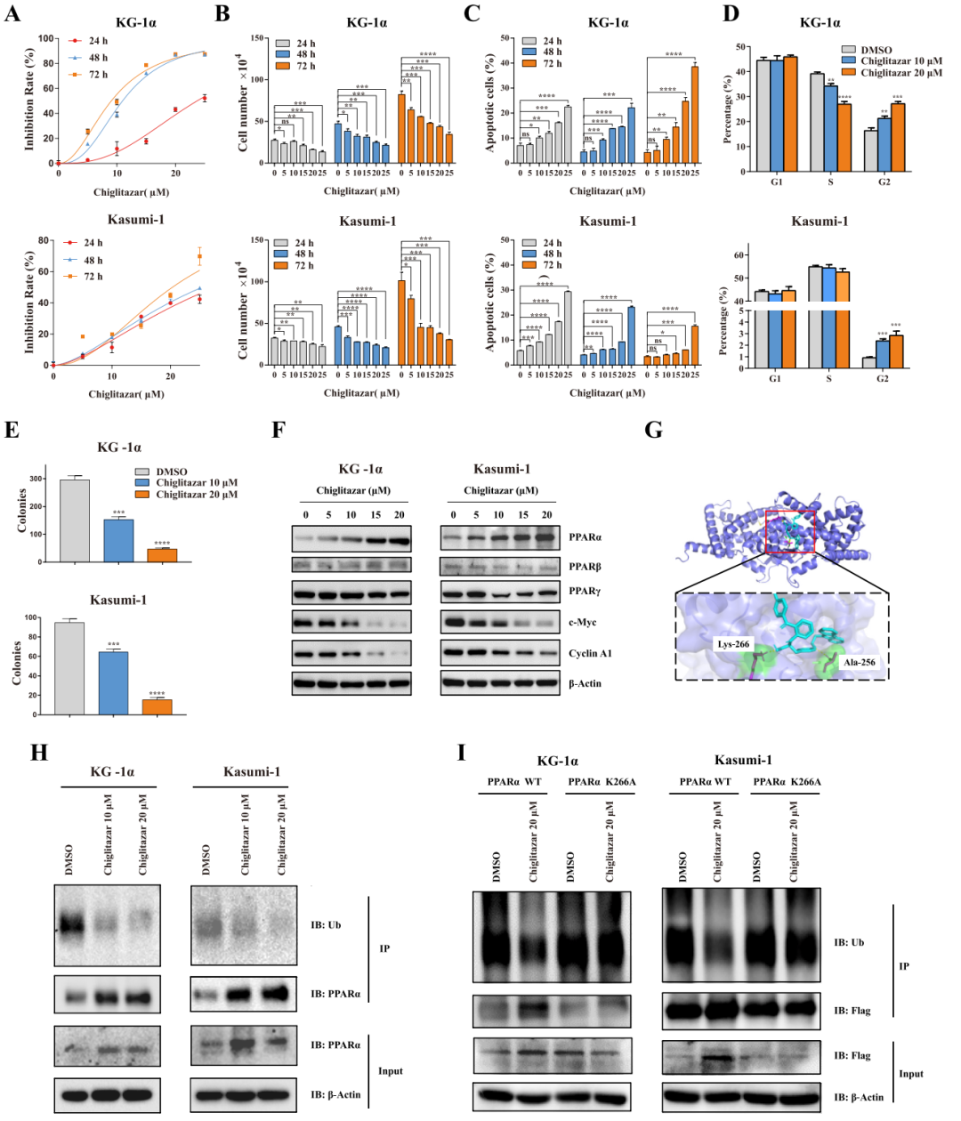 徐兵教授：PPARα-HIF1α-PGK1 信号通路有望成为治疗AML干祖细胞的新靶点