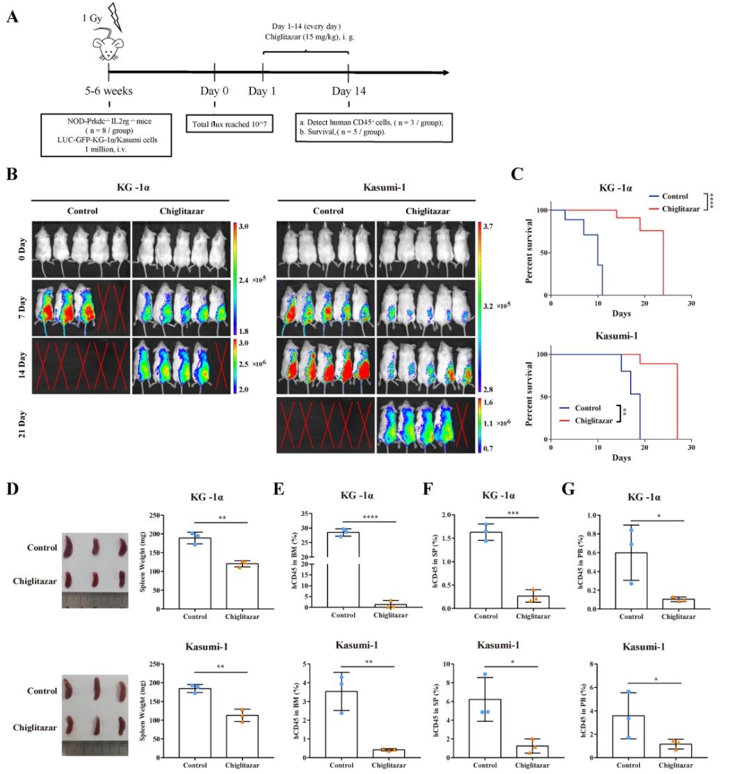 徐兵教授：PPARα-HIF1α-PGK1 信号通路有望成为治疗AML干祖细胞的新靶点