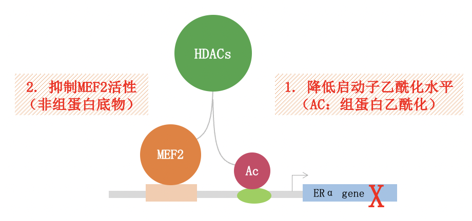 【好西例】HDACi西达本胺+氟维司群用于一线CDK4/6i进展后病例分享