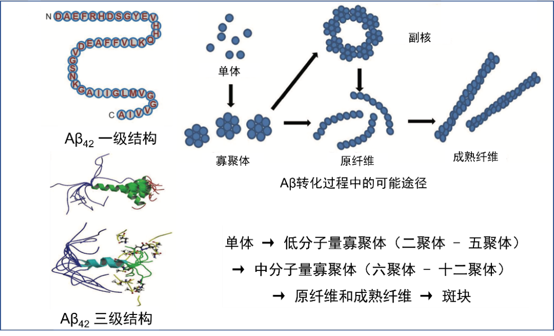 AD专家声明：Aβ*56≠淀粉样蛋白瀑布假说