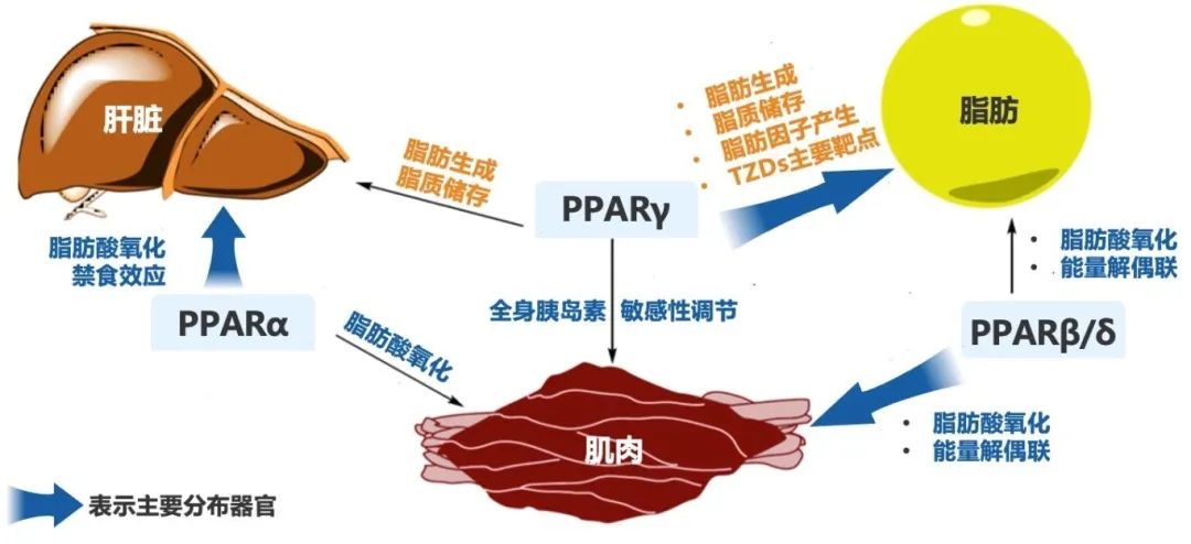 道阻且长，笃行不怠——西格列他钠助力加固糖肝共病防线