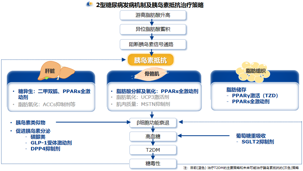 CDS2024 | 立足胰岛素抵抗，直击T2DM核心——西格列他钠足量联合，更多获益