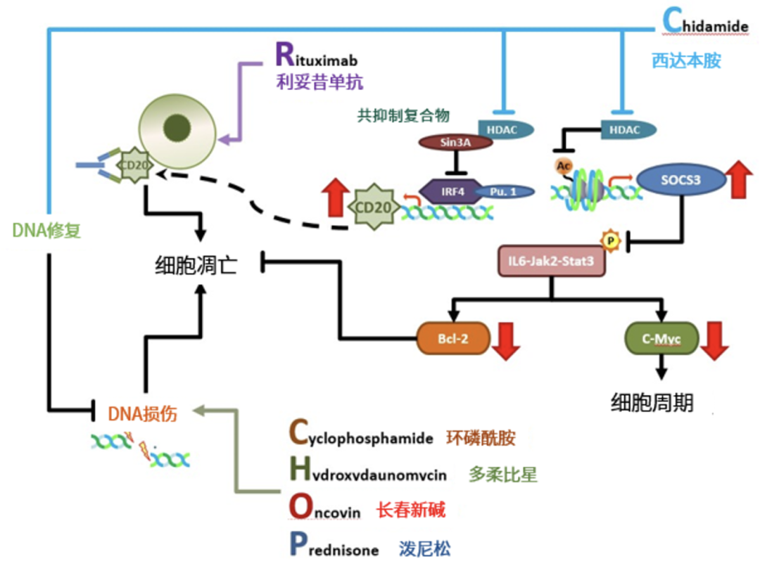 前沿对话 | 西达本胺联合R-CHOP治疗初治MYC/BCL2双表达DLBCL患者：DEB研究为何脱颖而出？