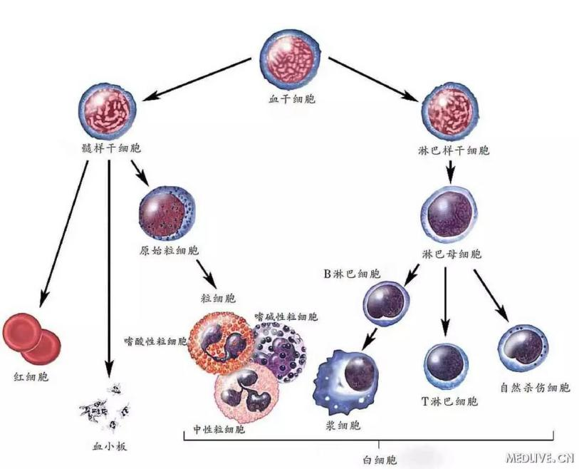 什么白血病—人体造血系统科普篇1.png