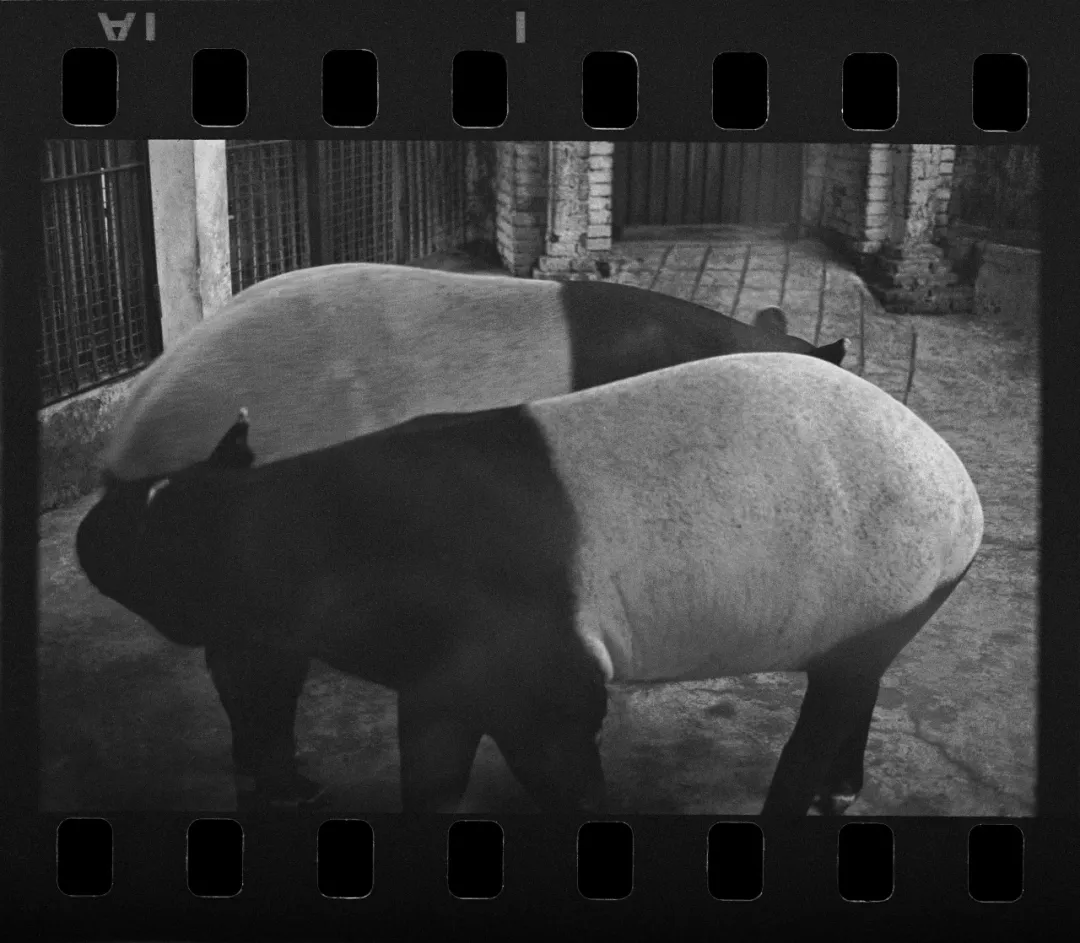 1753414251599797.jpg 640-3 2.jpg